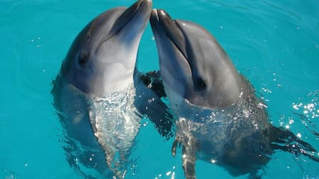 Delfines, animales. Foto: Unsplash.