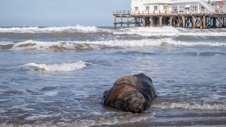 Lobo Marino Mar del Plata. Foto: Telam