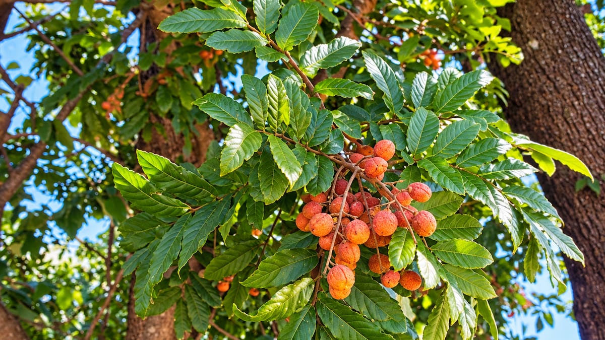 Camboatá colorado (Cupania vernalis)