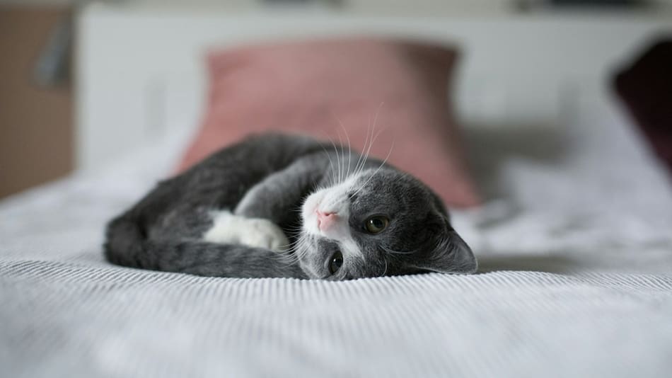 Gato, mascotas. Foto: Unsplash.