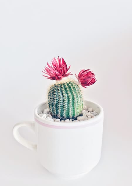 Cactus. Foto Unsplash.