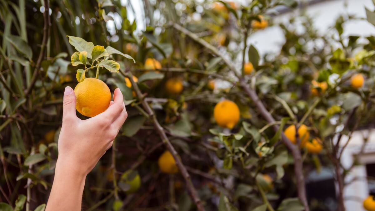 Colocar una botella de agua al pie de limonero.
