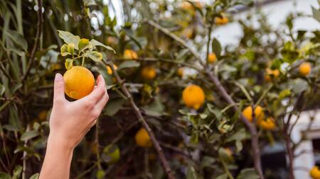 Colocar una botella de agua al pie de limonero.