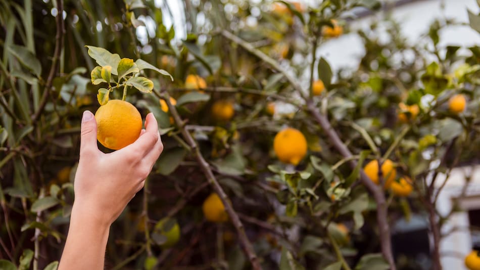 Colocar una botella de agua al pie de limonero.