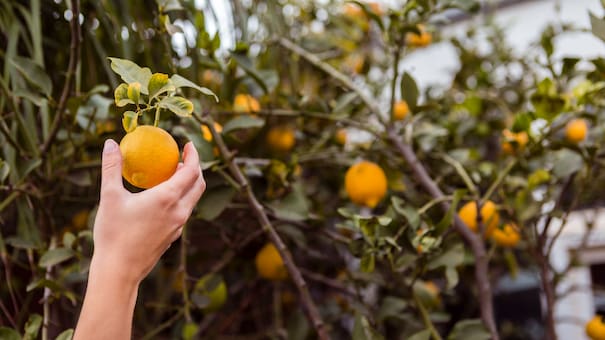 Piedras negras en el limonero: el beneficio desconocido que otorga colocarlas en la base del árbol