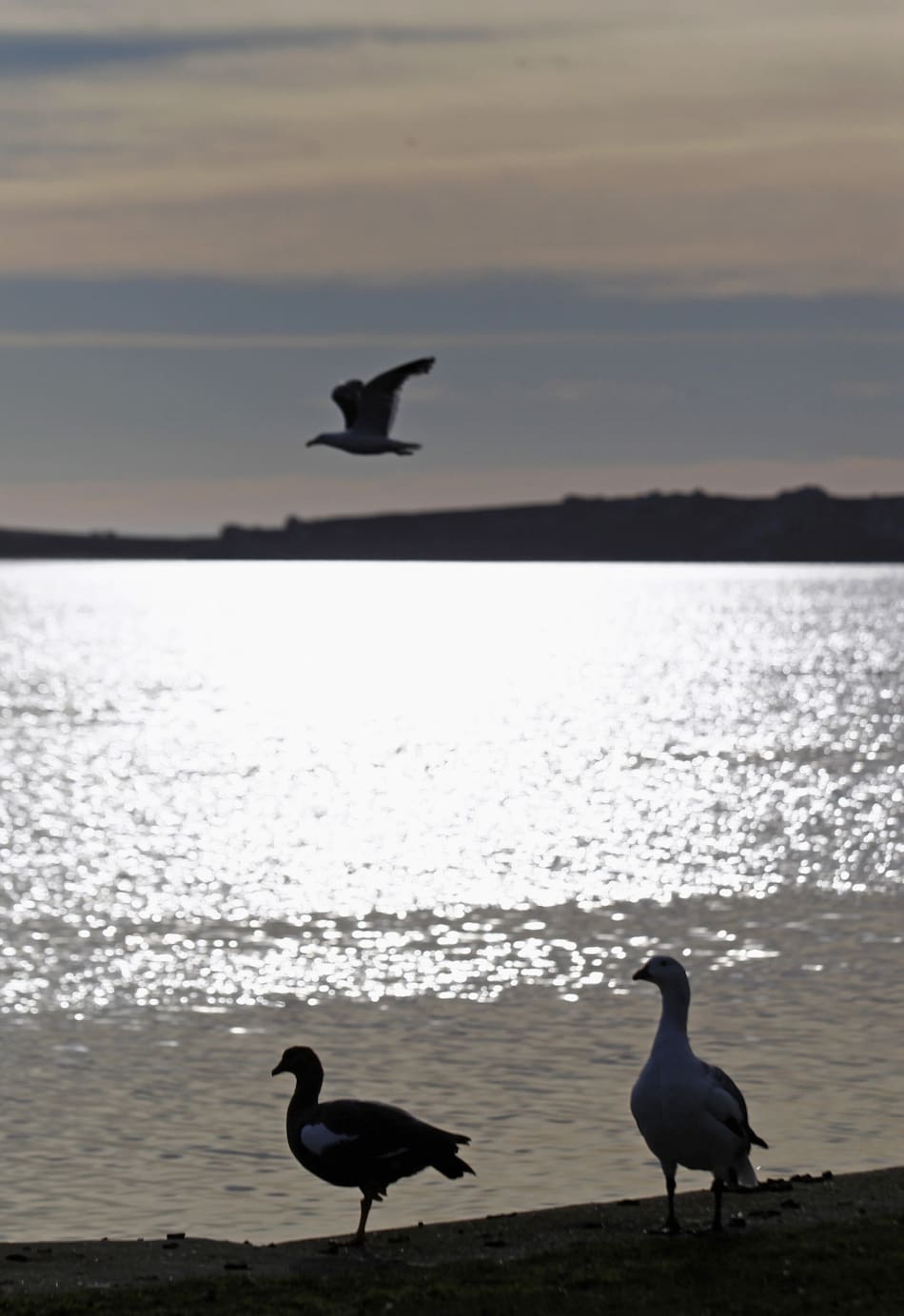El Reino Unido fortalecerá su presencia en Malvinas mediante infraestructura estratégica. Foto: Reuters/Marcos Brindicci