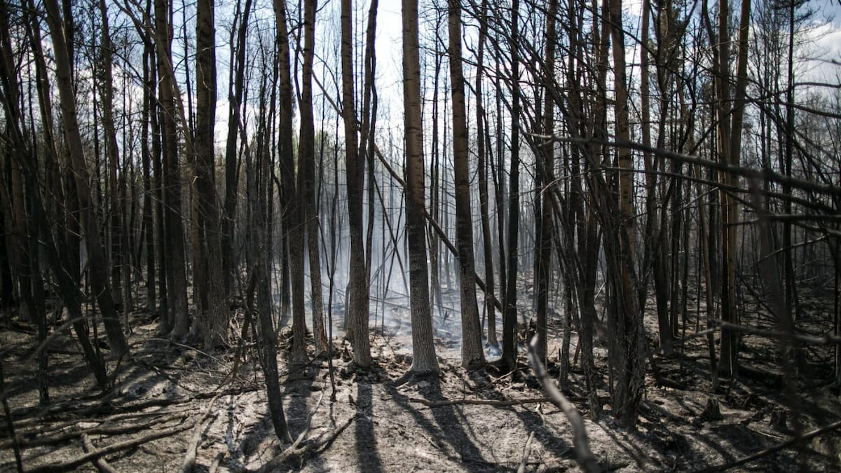 Récord de incendios forestales. Foto: EFE.