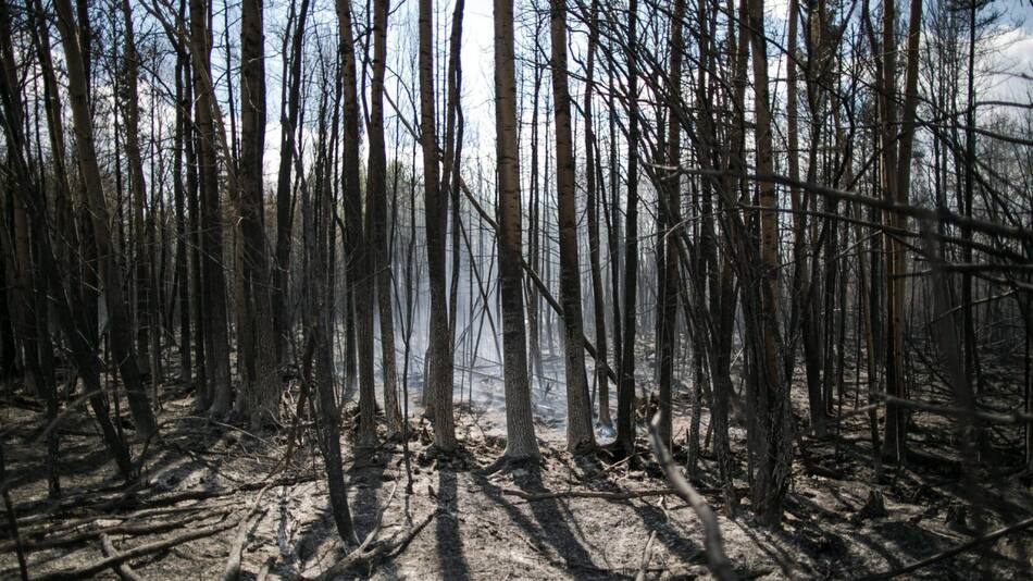 Récord de incendios forestales. Foto: EFE.