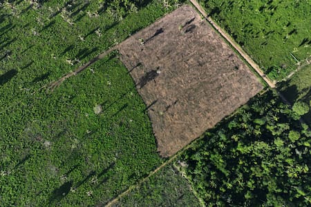 Amazonía. Foto: Reuters