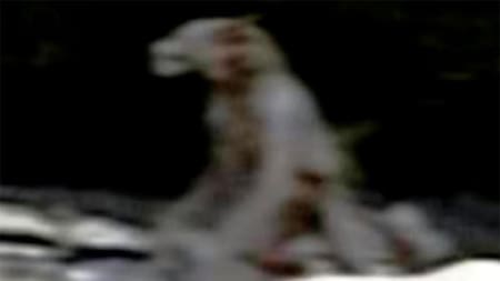 Criatura mitad perro, mitad humano