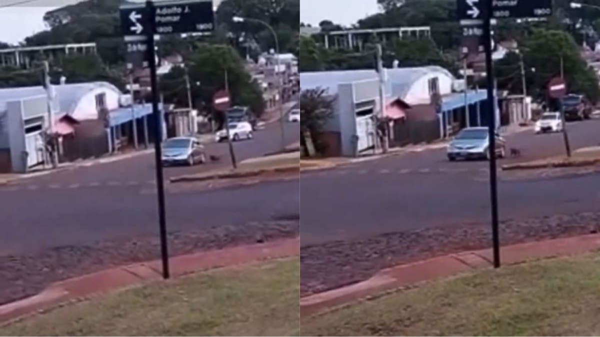 Maltrato animal en Misiones: un hombre arrastró a su perro con una soga desde un auto y fue detenido