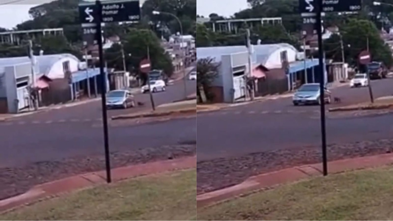 El agresor fue imputado en una causa por maltrato animal. Foto: Captura de pantalla.