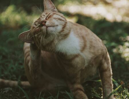 Gatos, mascotas. Foto: Unsplash