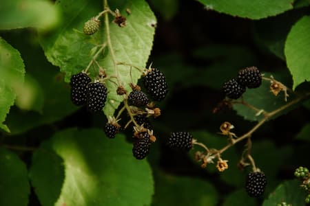 Moras. Foto Unsplash.