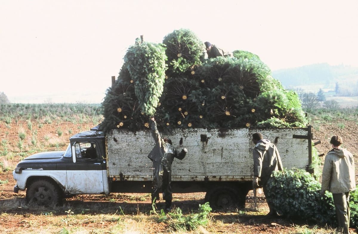 Plantación de pinos utilizados como árboles de Navidad producidos por la empresa Holiday Tree Farms.