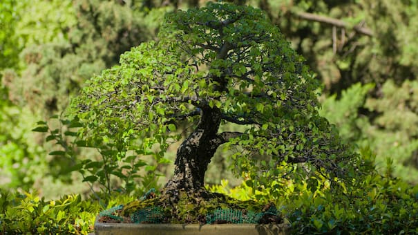 Árbol de jade: cuál es la mejor época del año para que se reproduzca y cómo regarlo