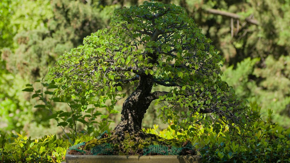 Árbol de jade