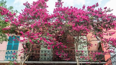 La planta favorita de los jardineros: florece 120 días del año, resiste al calor y puede ubicarse en balcones pequeños