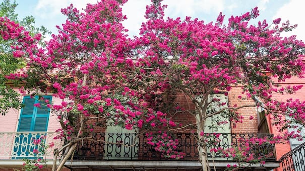 La planta favorita de los jardineros: florece 120 días del año, resiste al calor y puede ubicarse en balcones pequeños