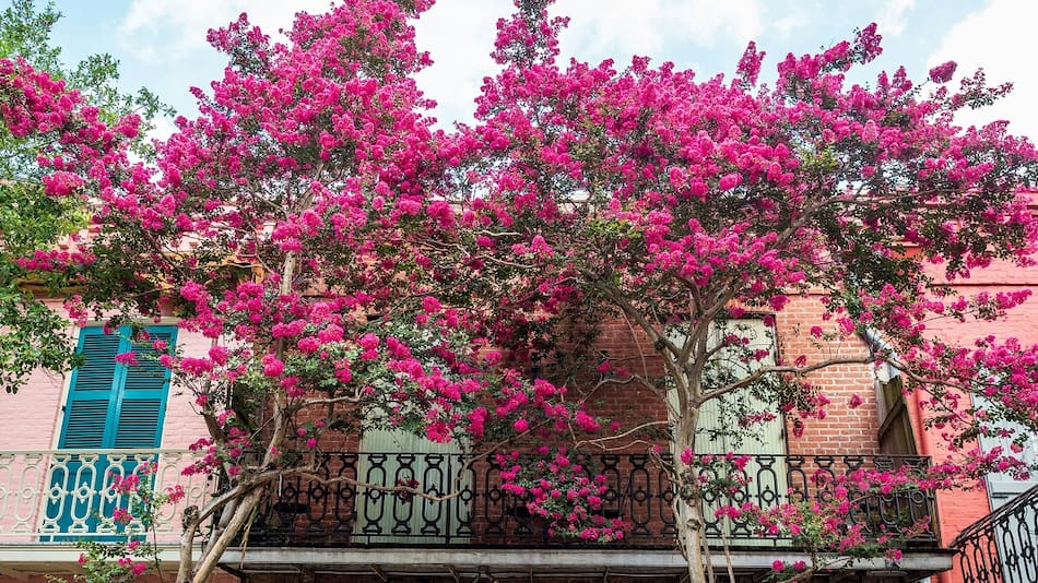 Planta de mirto chino.