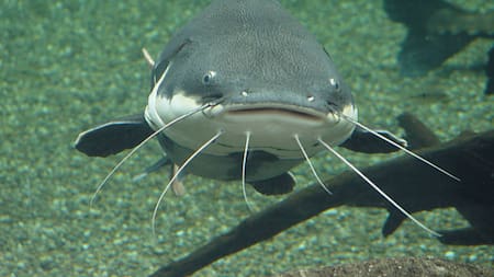 Plotosus lineatus. Foto: Unsplash.