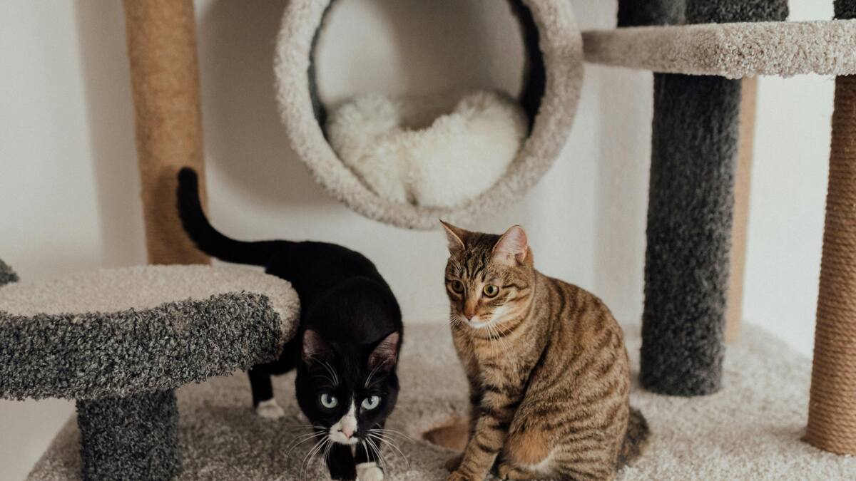 Juego de gatos. Fuente: Pexels.