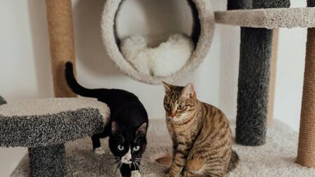 Juego de gatos. Fuente: Pexels.