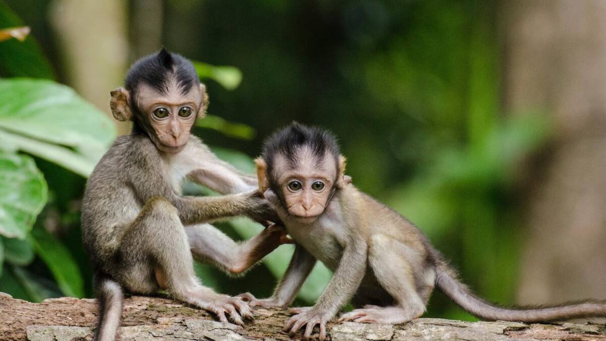 Monos, Unsplash