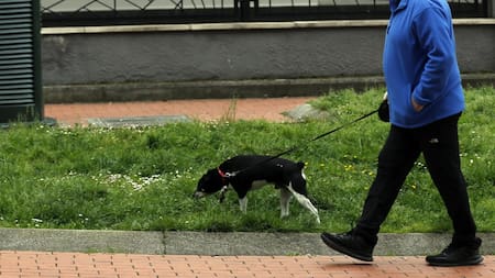 Perros. Foto: EFE