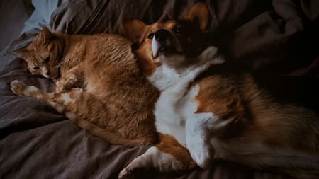 Perros y gatos. Foto: Unsplash