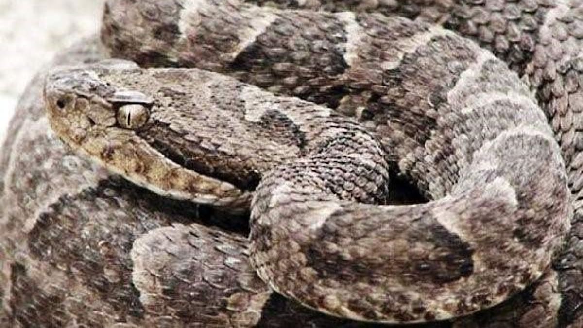 Serpiente venenosa yarará.
