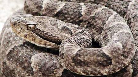 Una mujer murió en Uruguay luego de ser mordida por una serpiente venenosa