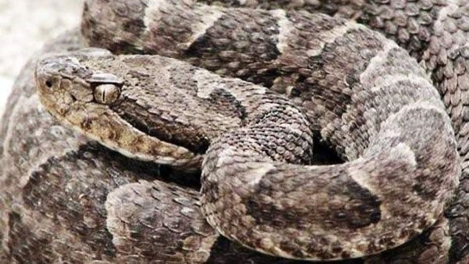 Serpiente venenosa yarará.