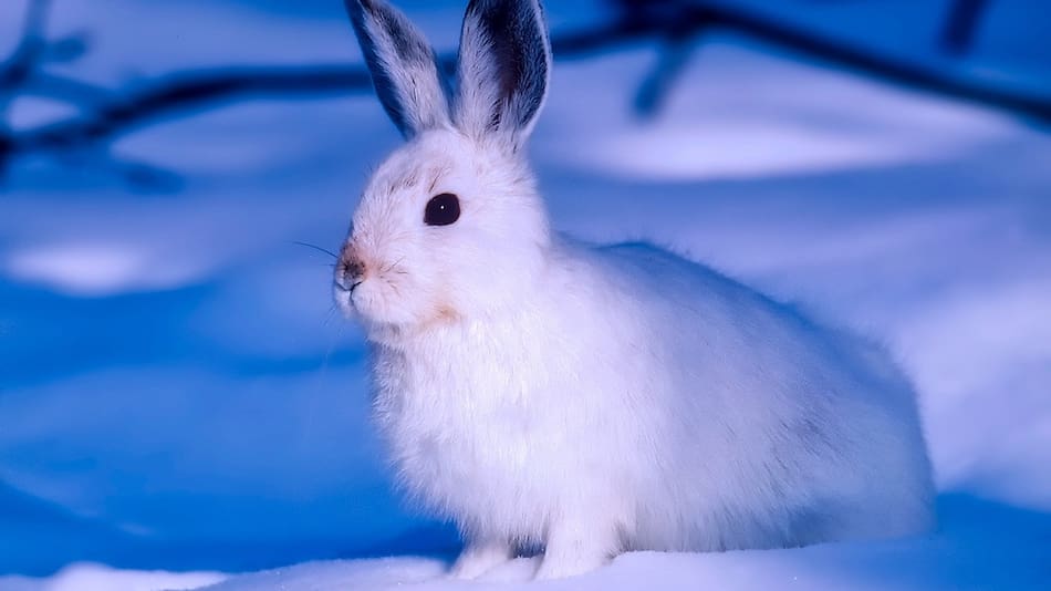 La liebre ártica resiste a temperaturas extremas. Foto Pixabay.