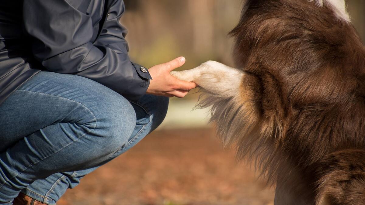 Interactuar con perros como si fueran humanos tiene un significado marcado por la psicología.