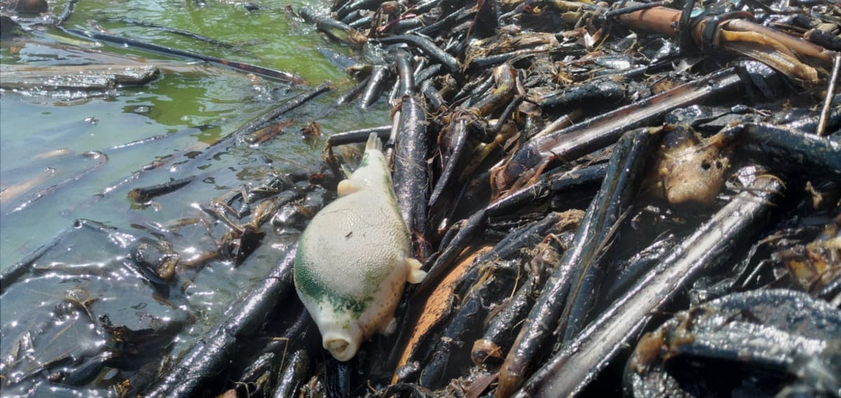 Animales muertos en las costas del lago venezolano. Foto: Twitter