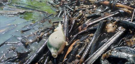 Animales muertos en las costas del lago venezolano. Foto: Twitter