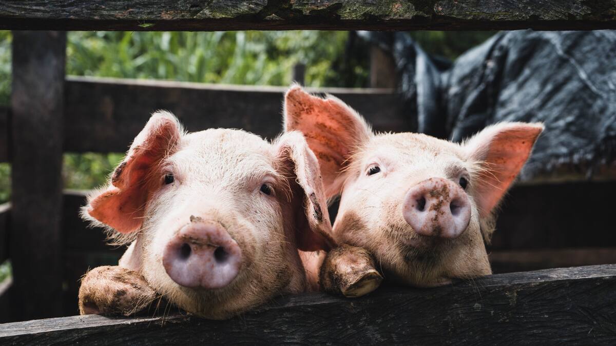 La triquinosis es una zoonosis, es decir, se transmite desde animales al ser humano de modo accidental.