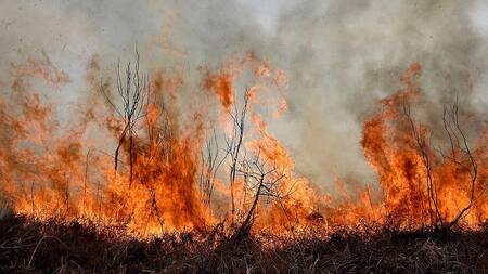 Incendios en el Delta. Foto: Greenpeace.