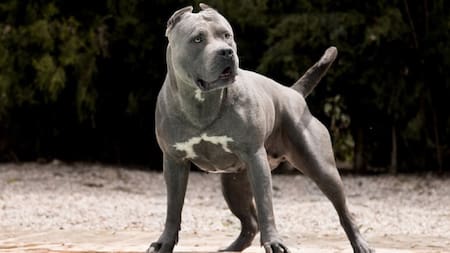 American Bully XL. Foto: X.