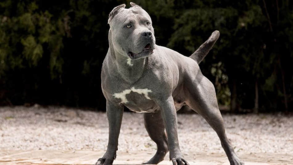 American Bully XL. Foto: X.