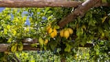 El efecto milagroso de poner un clavo en un limonero: para qué sirve este truco casero