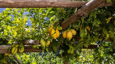 El efecto milagroso de poner un clavo en un limonero: para qué sirve este truco casero