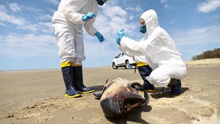Gripe Aviar. Foto: Reuters.