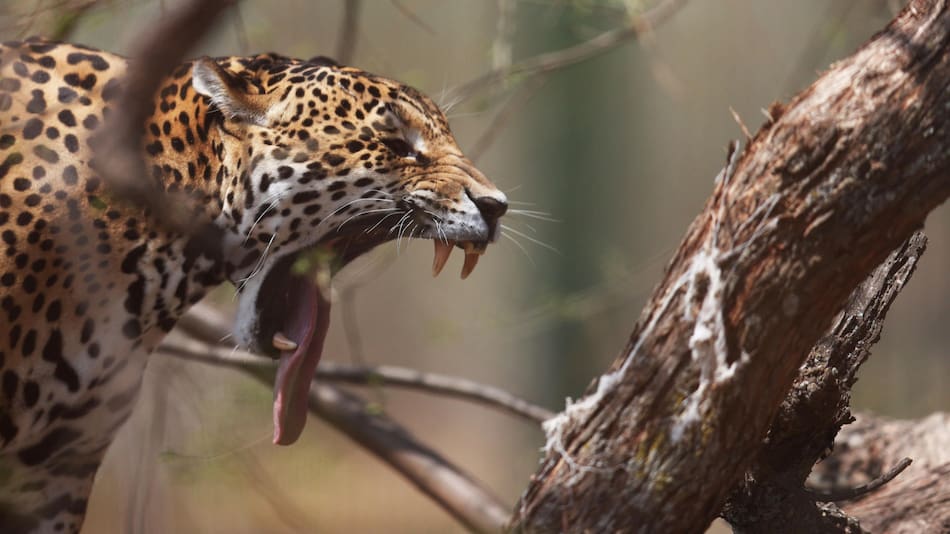 Yaguares en Bolivia. Foto: EFE.