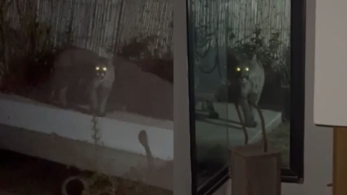 Mendoza: un puma invadió un barrio privado y generó pánico entre los vecinos