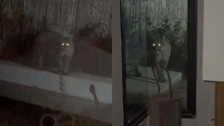 Un puma apareció en un barrio privado de Mendoza. Foto: captura.