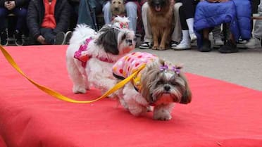 Moda en cuatro patas en Halloween: cuándo es el divertido desfile de mascotas gratuito en La Plata