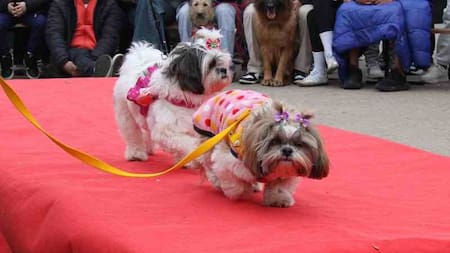 Desfile de perros en Halloween