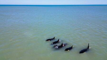 Video de ballenas se hizo viral en Necochea. Foto captura.